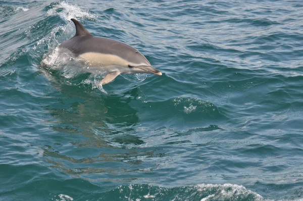 Connon Dolphin — Photo
