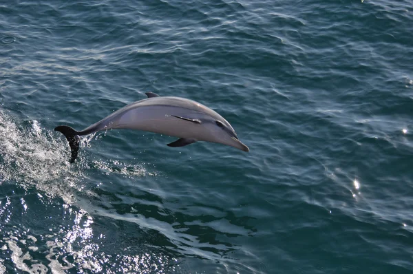Strimmig delfin — Stockfoto