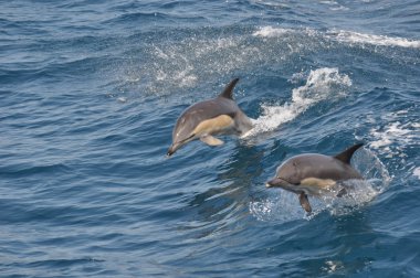 Vahşi bayağı yunus