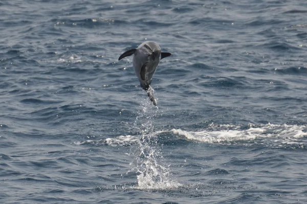 Дикий обыкновенный дельфин — стоковое фото