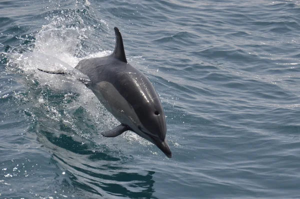 Delfín común salvaje — Foto de Stock