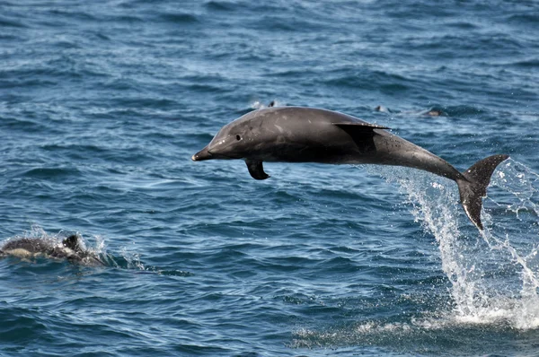 Vilda flasknosdelfin — Stockfoto