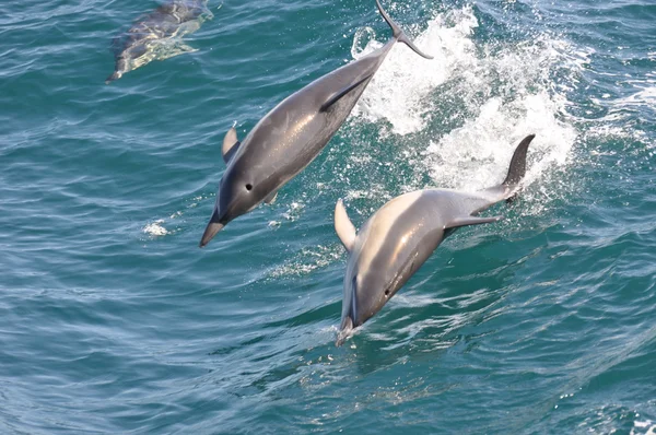 Άγριο κοινό δελφίνι — Φωτογραφία Αρχείου