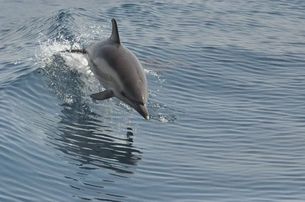 Wilde dolfijn — Stockfoto