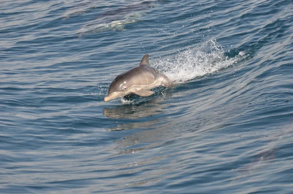 Wilder gemeiner Delfin — Stockfoto