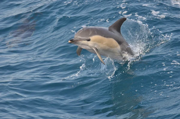 Vad Közönséges delfin — Stock Fotó