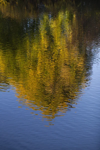 Riflessione albero — Foto Stock