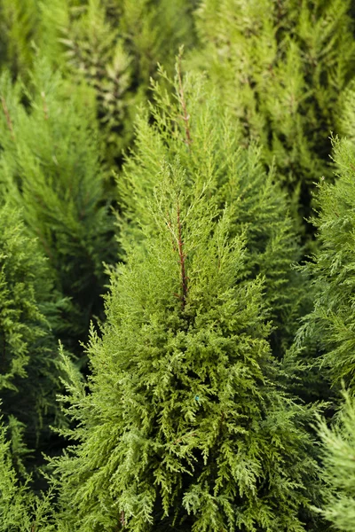 Cheristmas ağaçlar