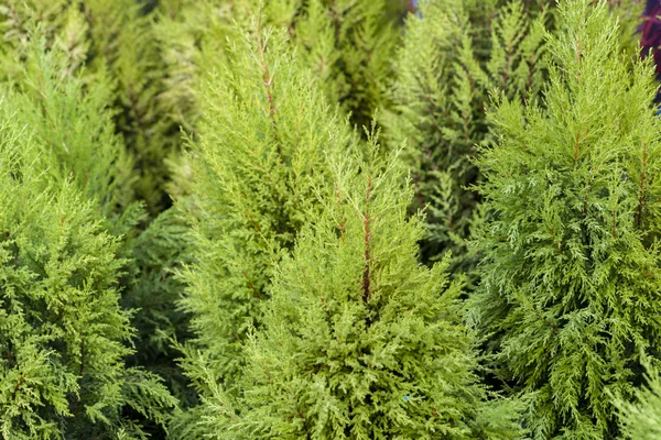 Cheristmas ağaçlar