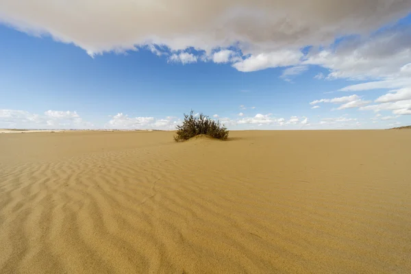 Arbusto en el desierto — Foto de Stock