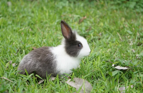 Cute rabbit sitting on the green grass — Stock Photo, Image