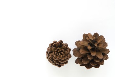 çam Mısır beyaz kağıt üzerinde 