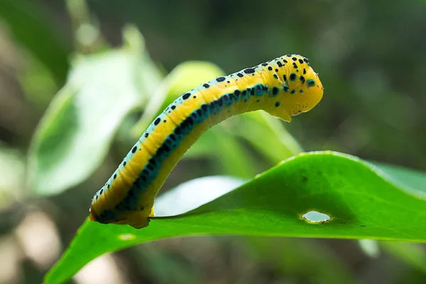 Dysphania sagana larva de pé sobre a profundidade superficial folha de fie — Fotografia de Stock