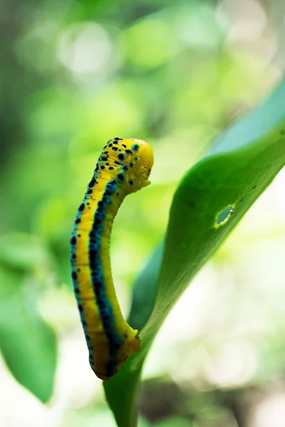 Dysphania sagana larva de pé sobre a profundidade superficial folha de fie — Fotografia de Stock