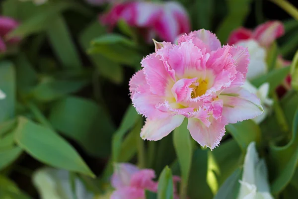 Bir güzel lale makro