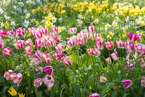 İlkbaharda çiçek açan laleler alan