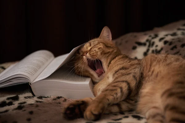 Heavy literature for the cat — Stock Photo, Image