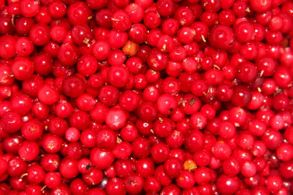 Beeren Preiselbeeren, viele, Makro. Hintergrund. — Stockfoto