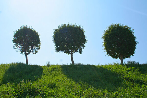 Три дерева на фоне неба в летний день