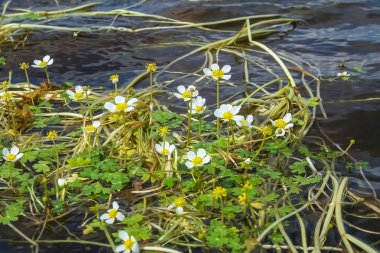 Su beyaz çiçekler