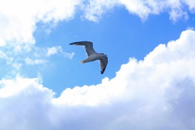 Gökyüzünde martı