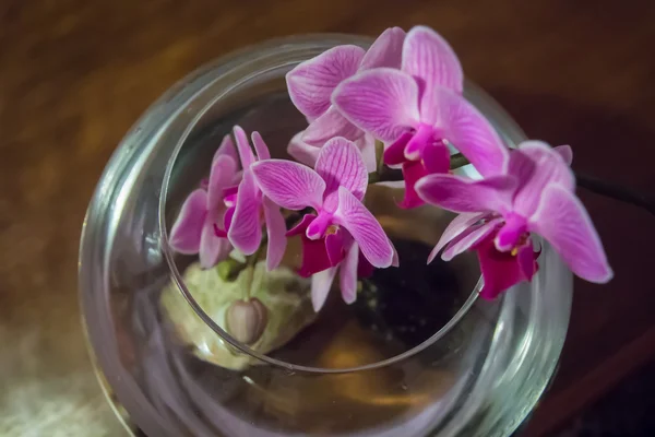 Тропическая розовая орхидея — стоковое фото