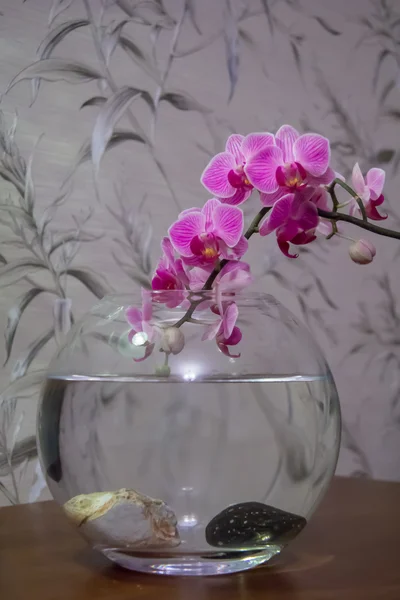 Тропическая розовая орхидея Стоковое Фото