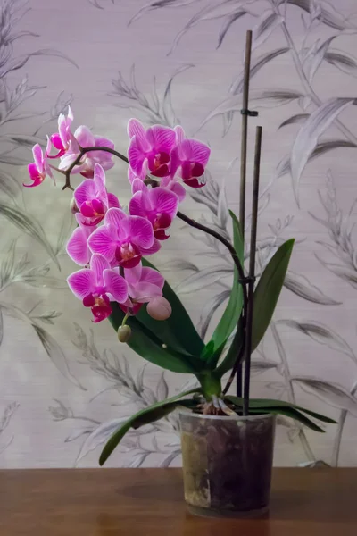 Тропическая розовая орхидея Лицензионные Стоковые Изображения