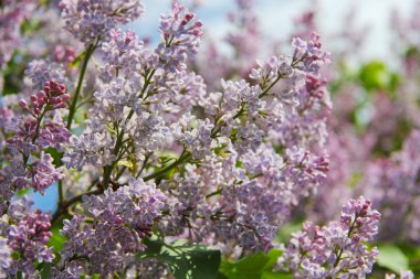 Bahar leylağı çiçekli dal