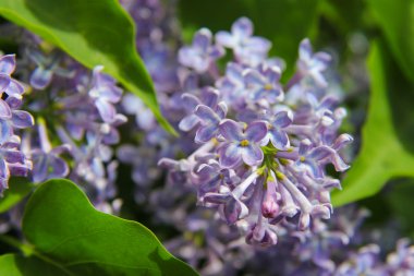 Bahar leylağı çiçekli dal