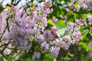 Bahar leylağı çiçekli dal