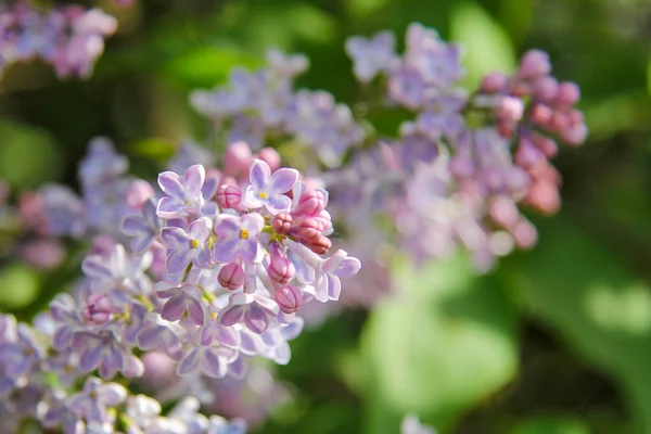 Rama con flores de primavera lila — Foto de Stock