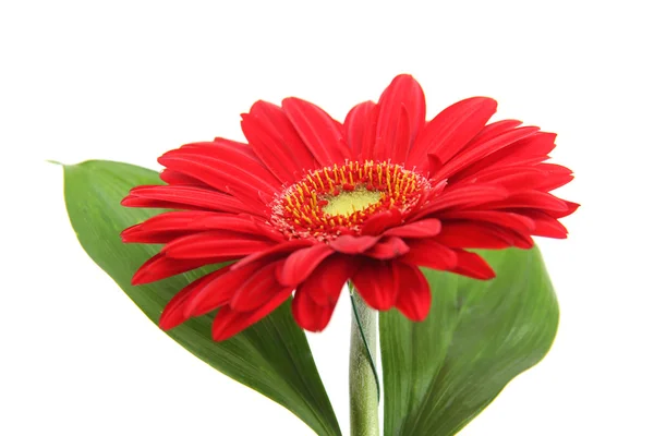 Gerbera rouge sur fond blanc — Photo