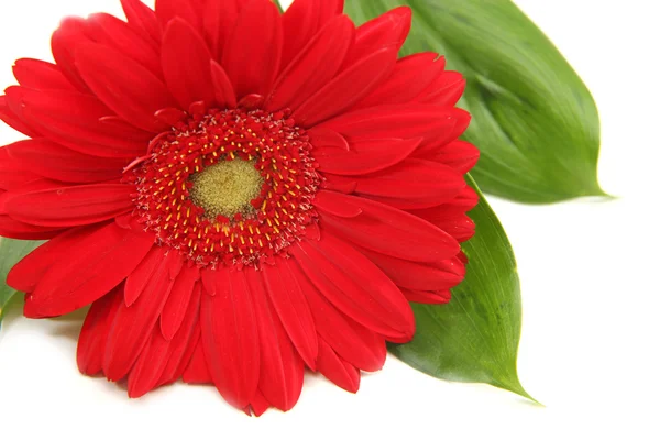 Rote Gerbera auf weißem Hintergrund — Stockfoto