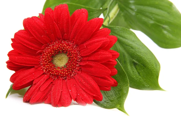 Gerbera rouge sur fond blanc — Photo