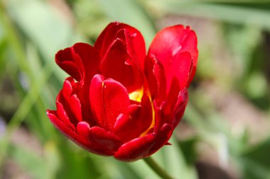 yemyeşil kırmızı lale closeup yeşil zemin üzerine