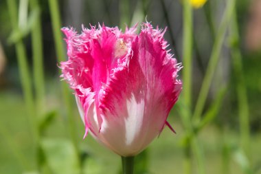 yeşil zemin üzerine güzel Pembe Lale