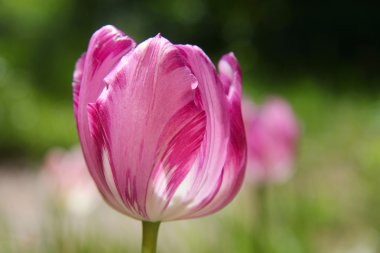 güzel mor Lale yakın çekim