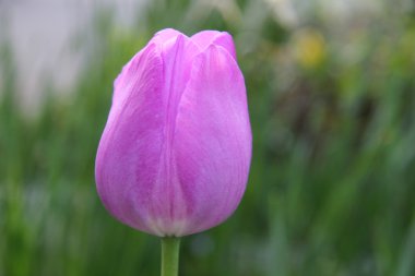 güzel mor Lale yakın çekim