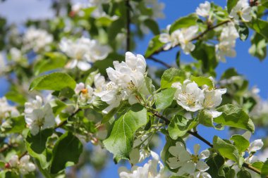 Elma ağaçlarının çiçekleri