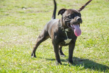 Staffordshire Terrier standları ve gülümsüyor