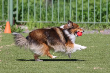 köpek eğitim sırasında çalışır