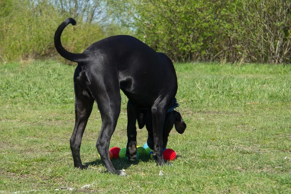 Hund leker med färgade bollar — Stockfoto