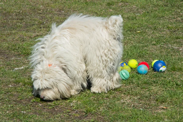Hund leker med färgade bollar — Stockfoto