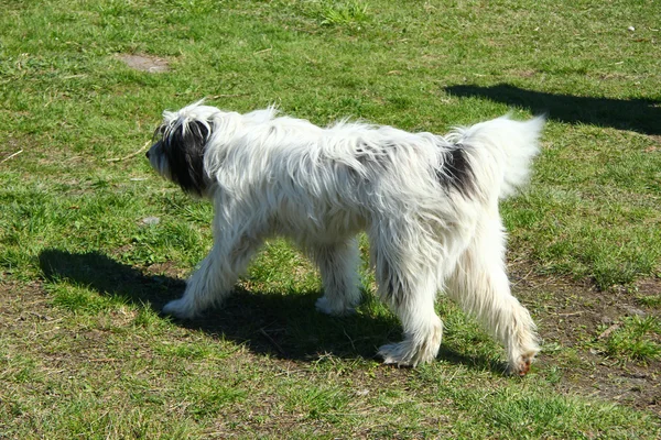 Köpek çim üzerinde olduğunu — Stok fotoğraf