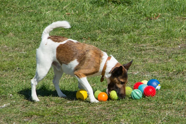 Renkli topları ile oynayan köpek — Stok fotoğraf