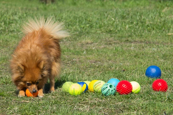 Σκύλος παίζει με χρωματιστές μπάλες — Φωτογραφία Αρχείου