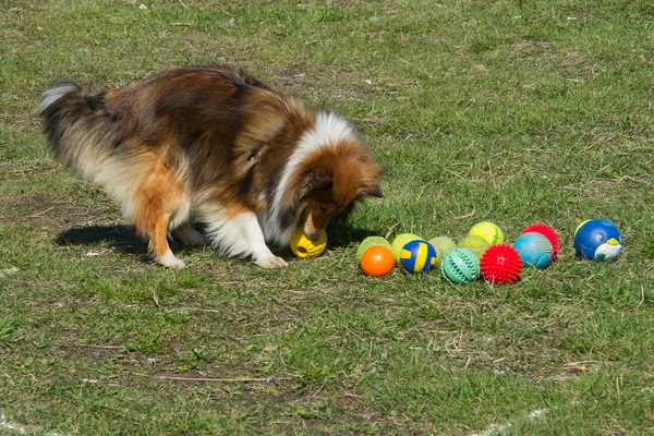 Hund leker med färgade bollar — Stockfoto