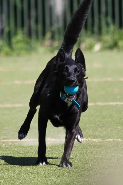 Perro negro corre con la pelota — Foto de Stock