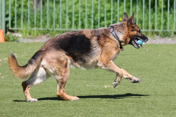 Perro corre durante el entrenamiento — Foto de Stock